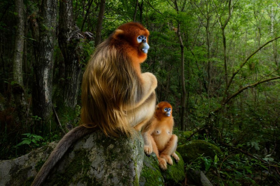 exposition Wildlife photographer of the year