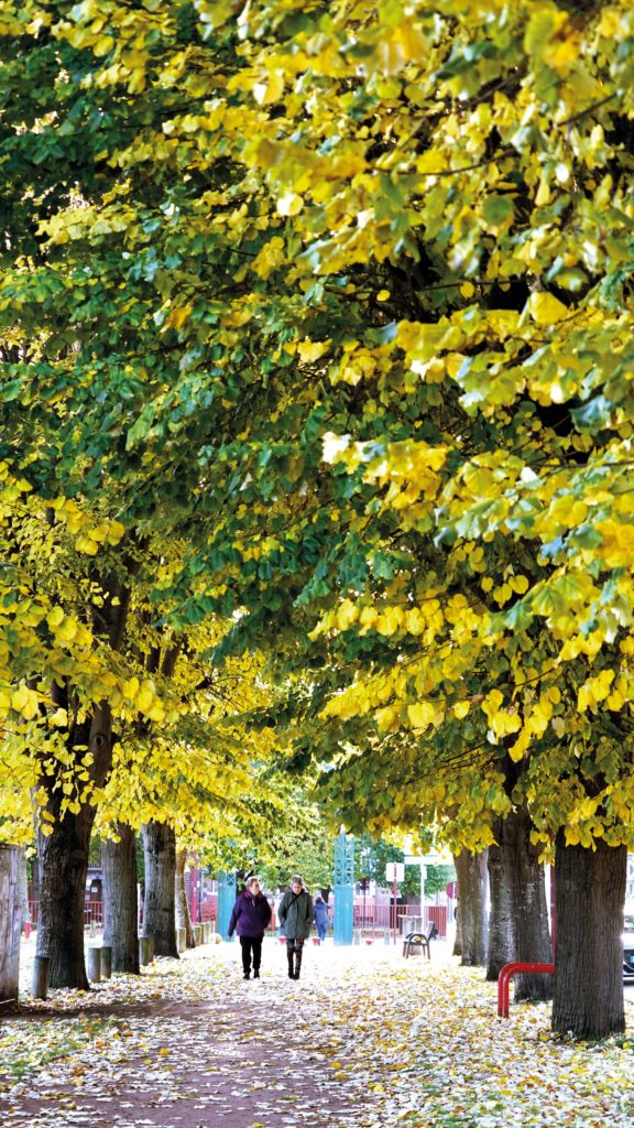 Arbres champ de foire
