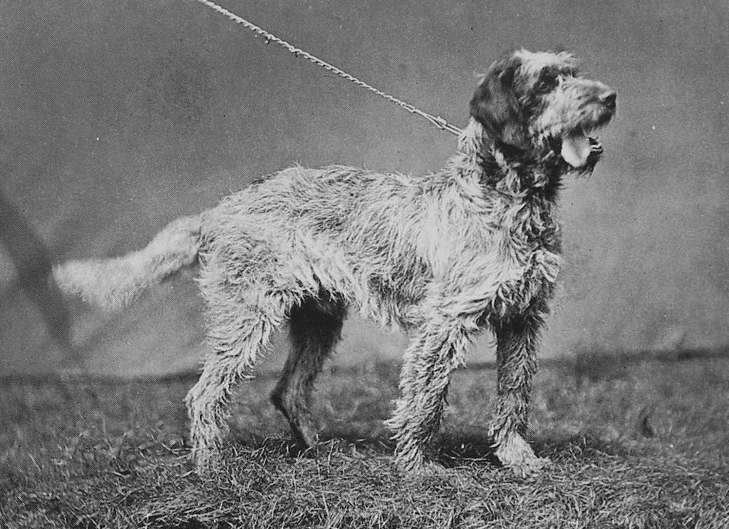 Chien d'Emmanuel Boulet