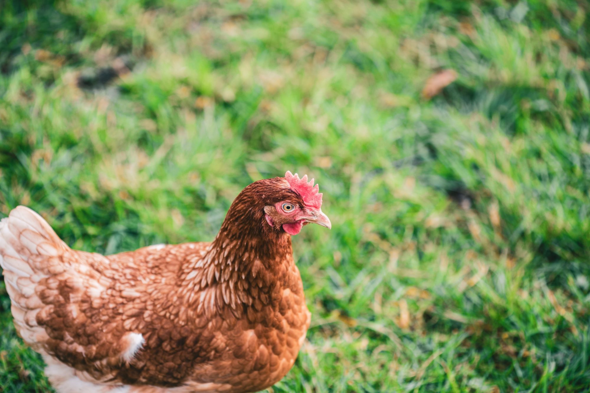 Une poule dans le jardin