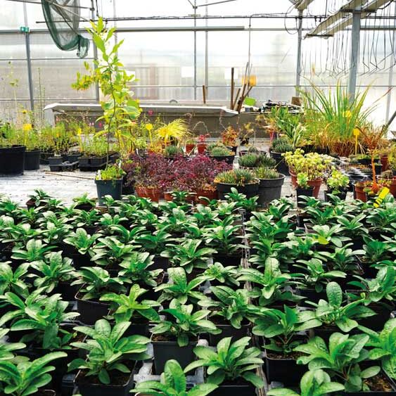 plantes dans la serre municipale